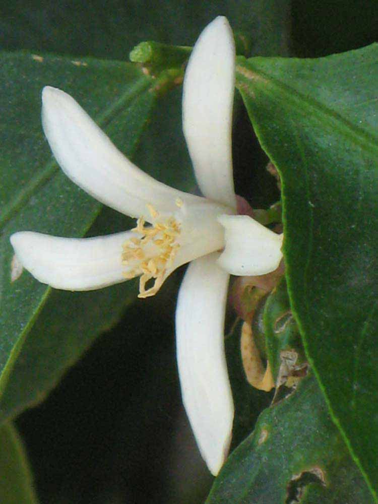              Flower (Riverside, CA)       